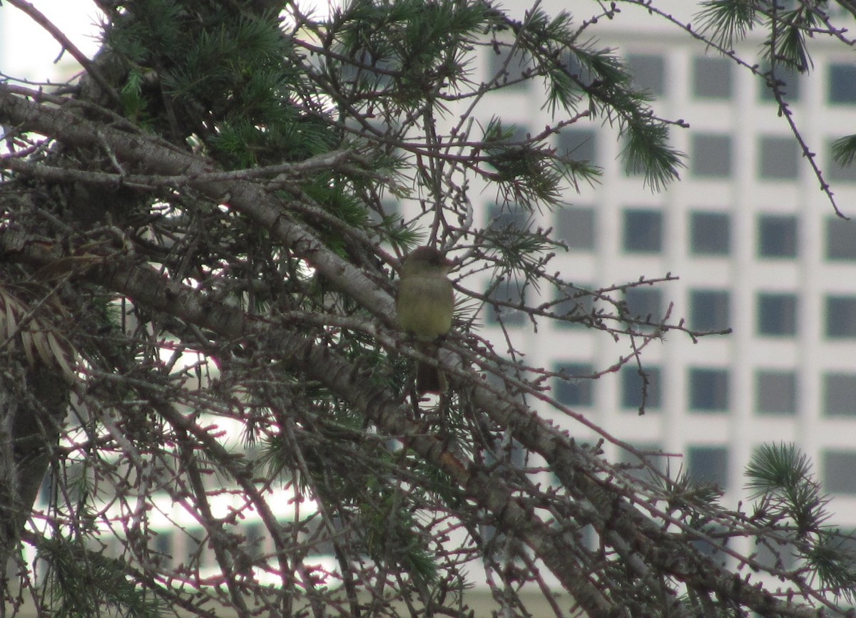 Willow Flycatcher - ML101739091