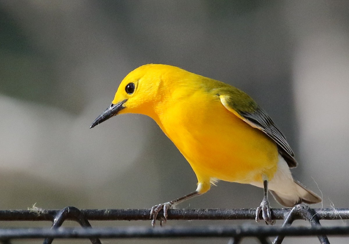 Prothonotary Warbler - ML101739671