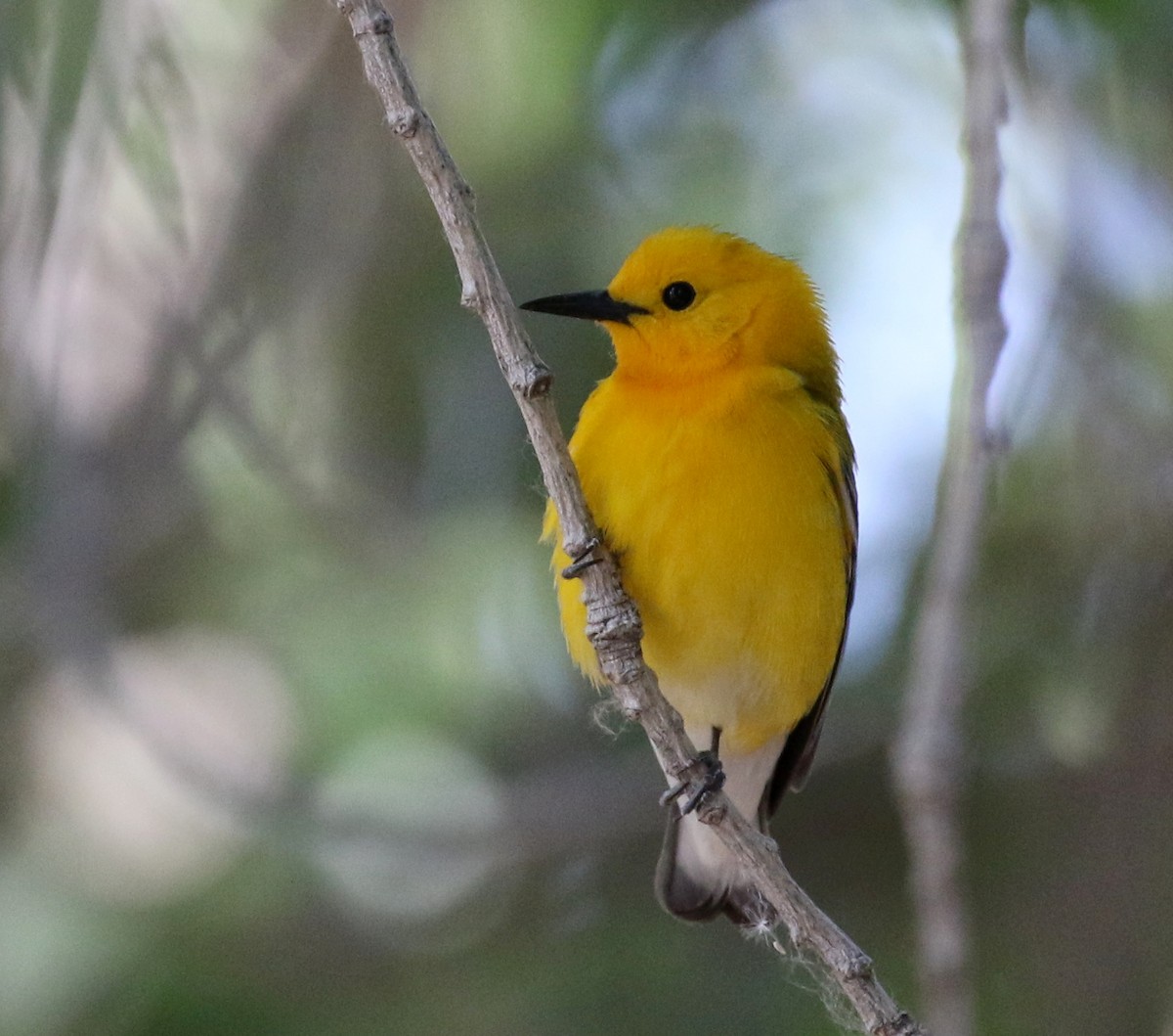 Prothonotary Warbler - ML101739681