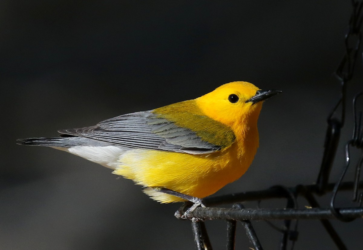 Prothonotary Warbler - ML101739691