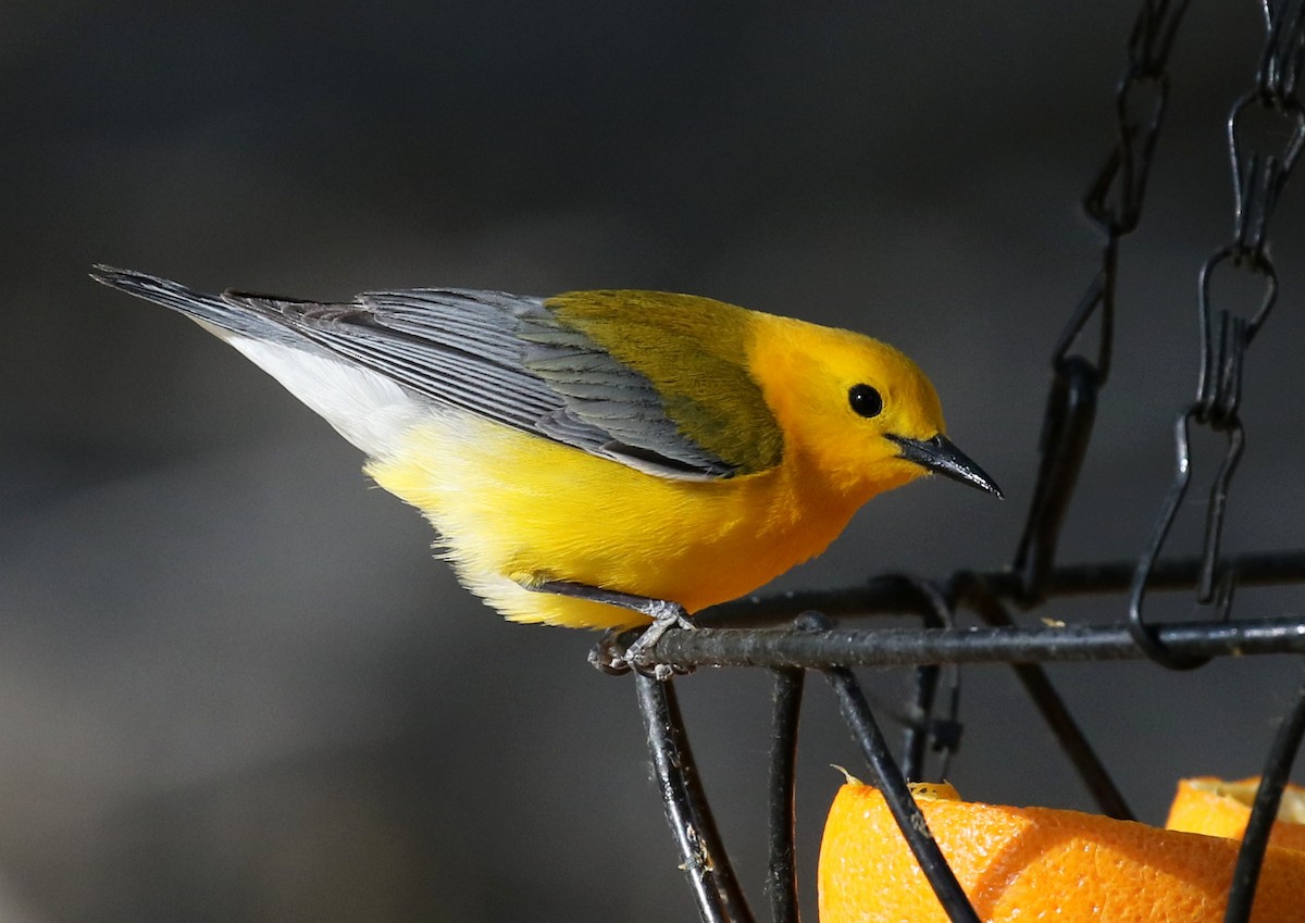 Prothonotary Warbler - ML101739701