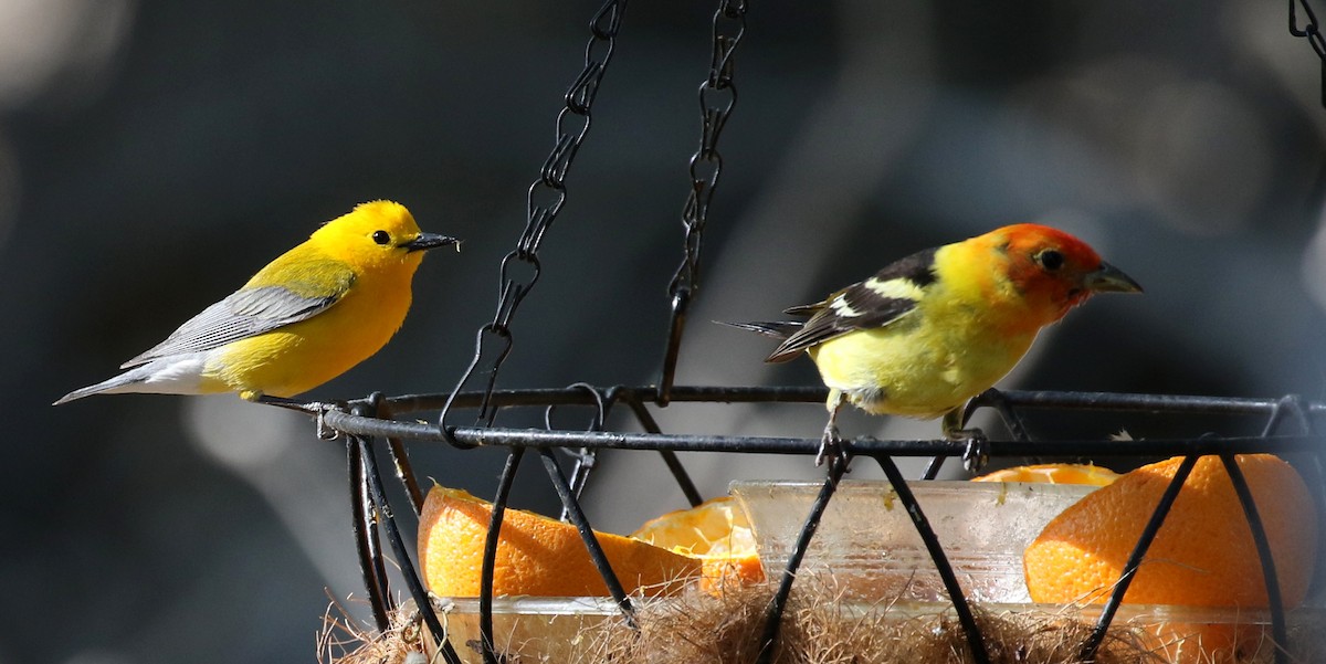 Prothonotary Warbler - ML101739721