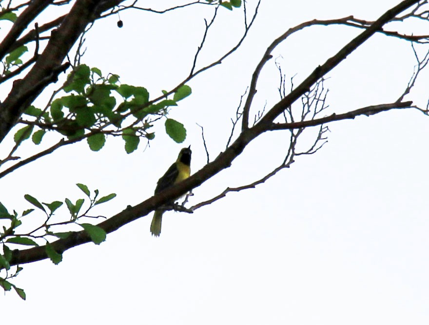 Orchard Oriole - ML101740111