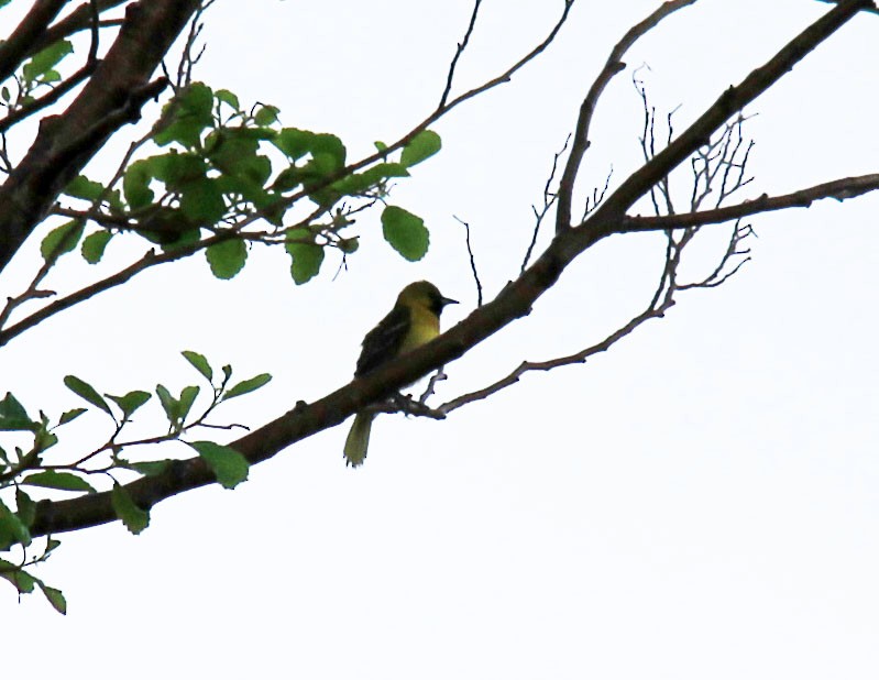 Orchard Oriole - ML101740171