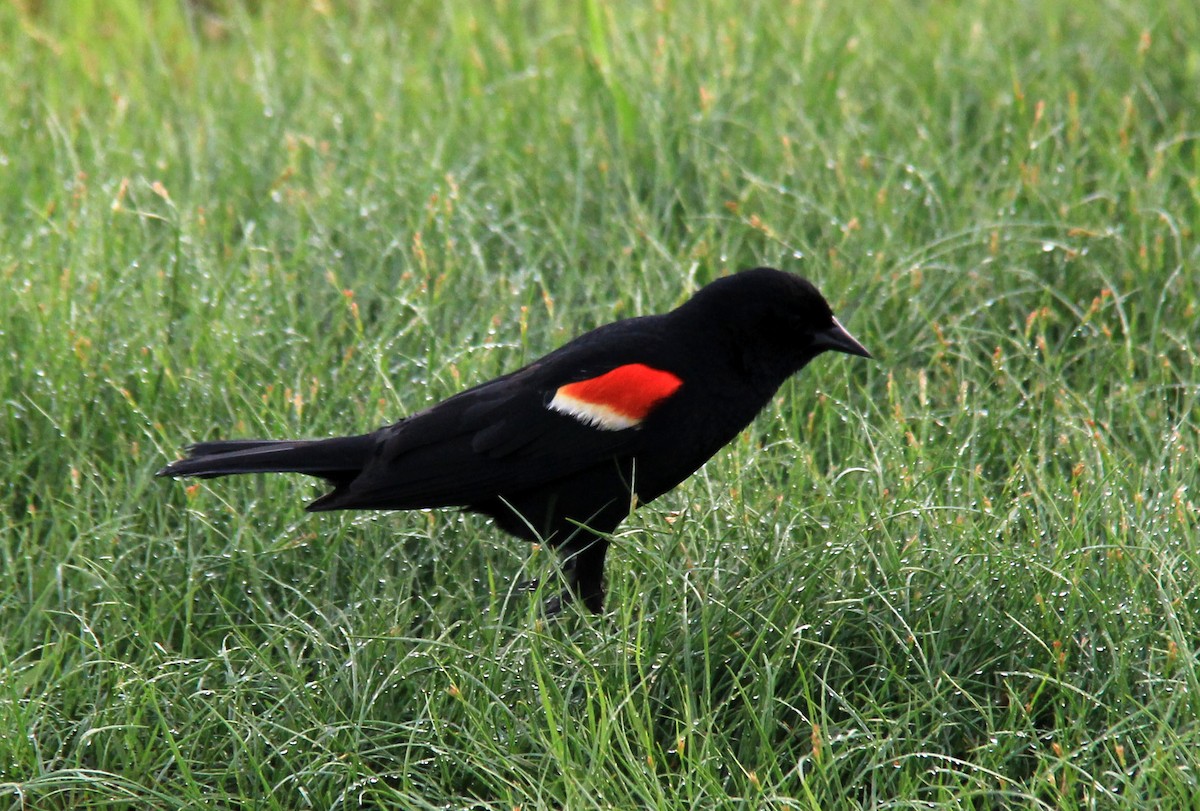 Red-winged Blackbird - ML101740221