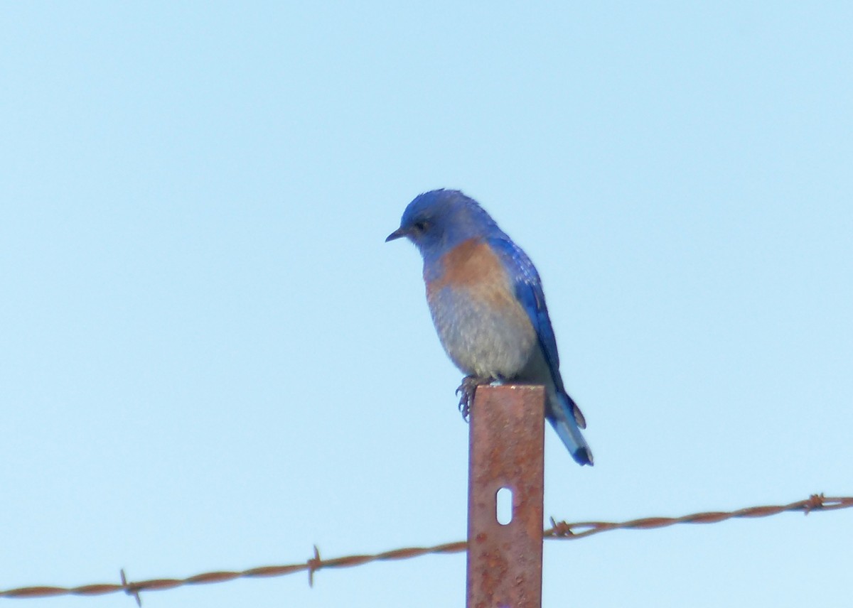 Блакитник західний - ML101742941