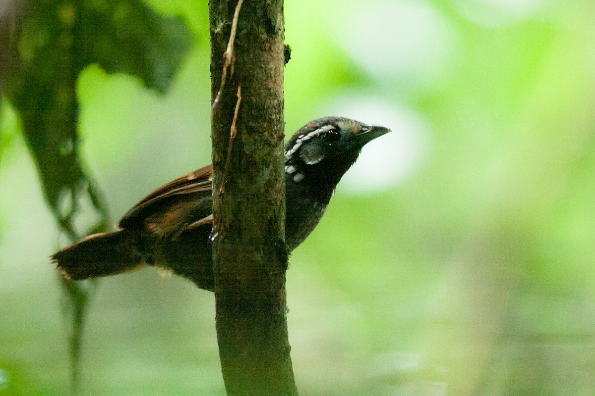 White-necked Babbler - Wilbur Goh