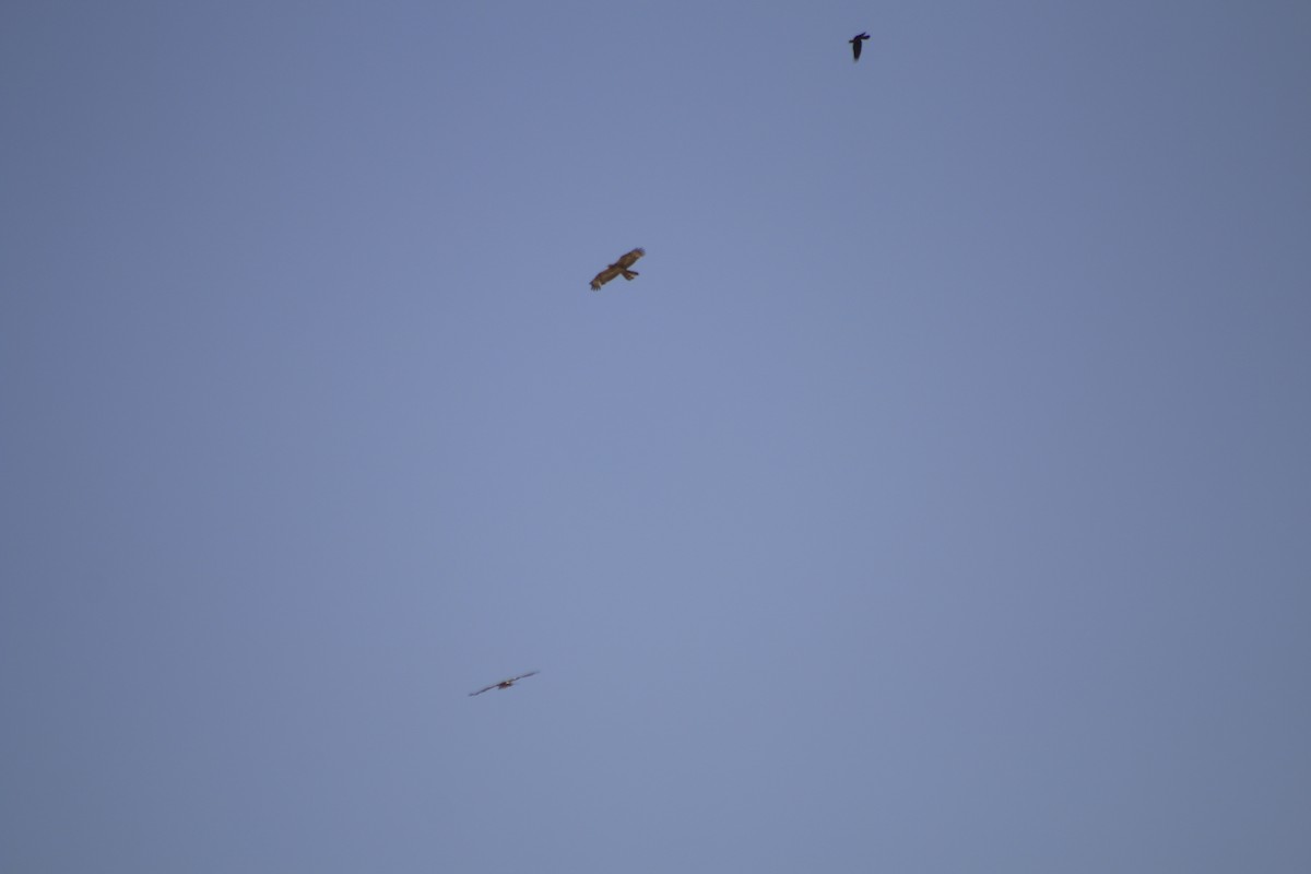 European/Oriental Honey-buzzard - Sami Majeed