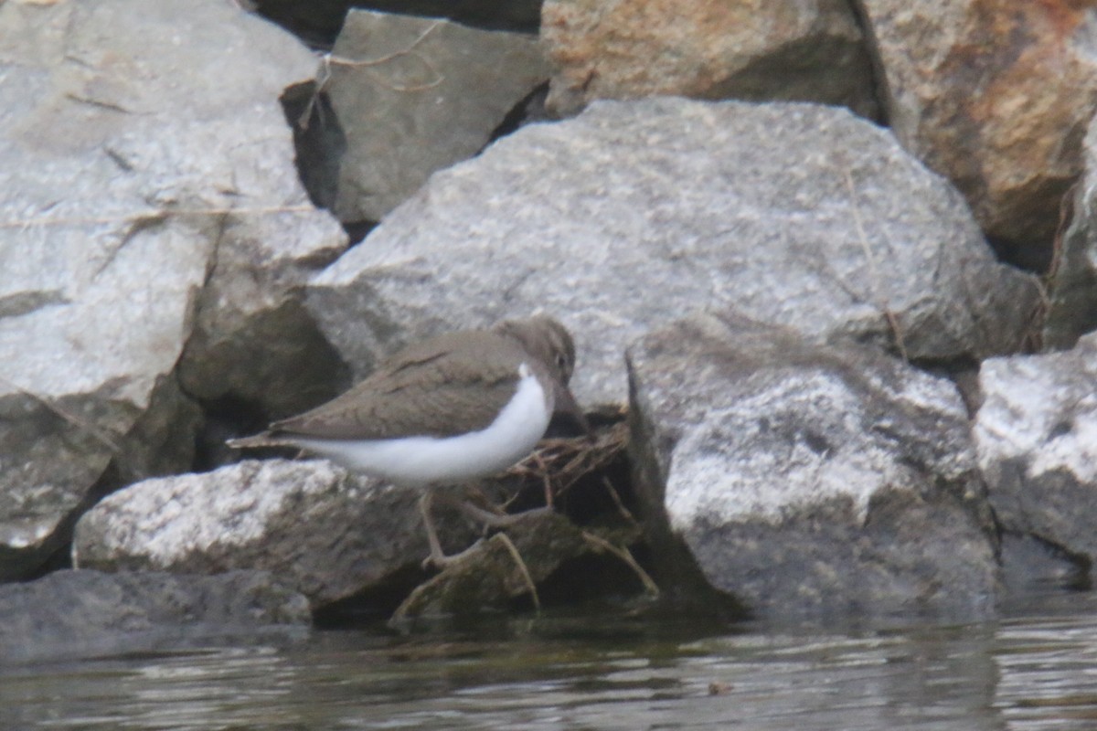 Common Sandpiper - ML101744581