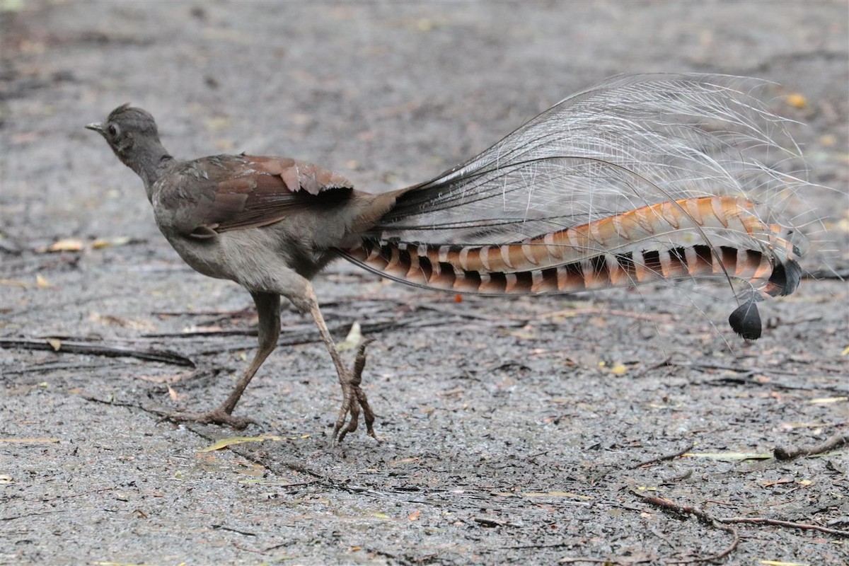 lyrochvost nádherný - ML101745231