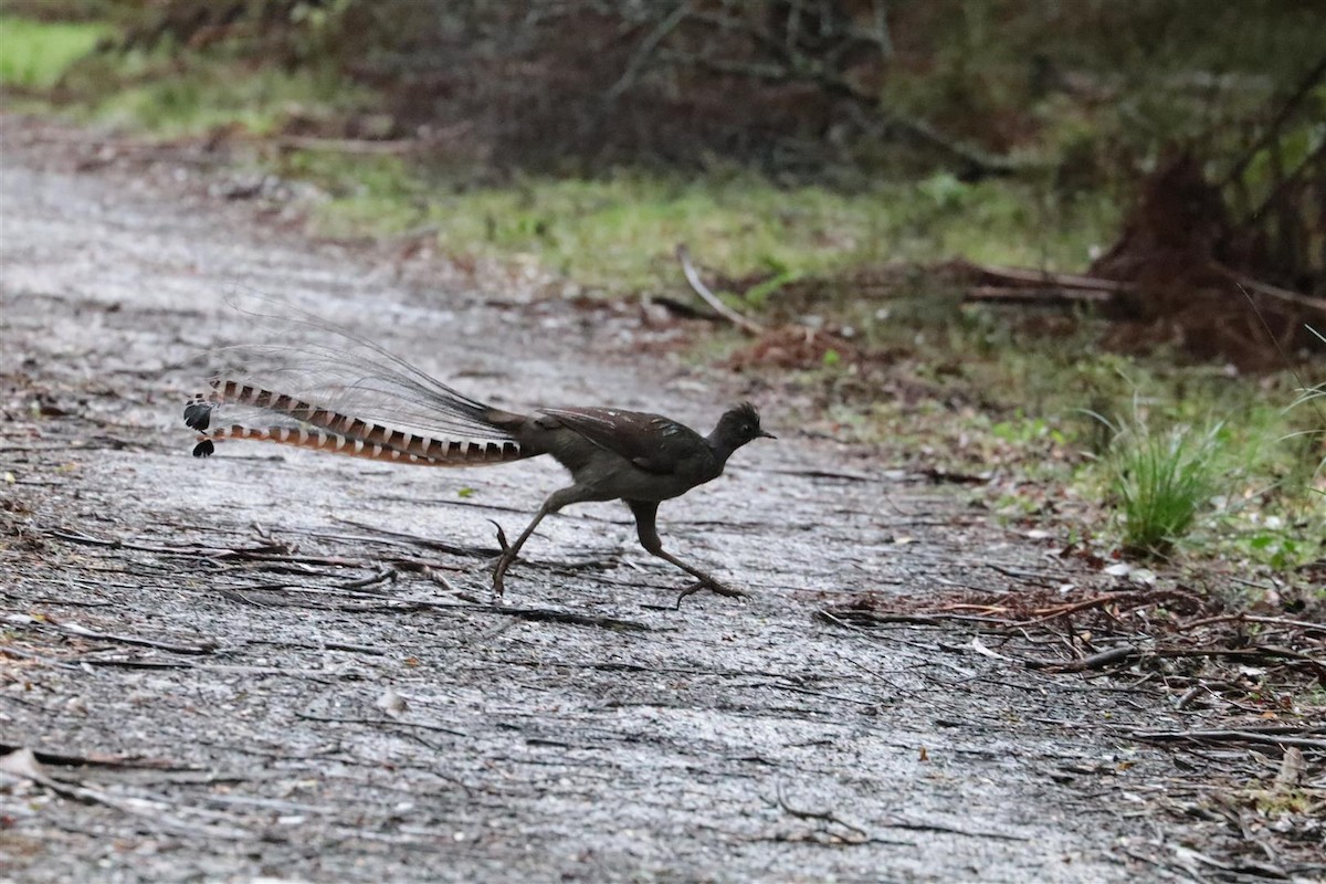 lyrochvost nádherný - ML101745241