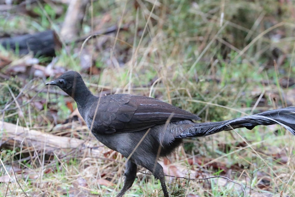 Superb Lyrebird - ML101745271