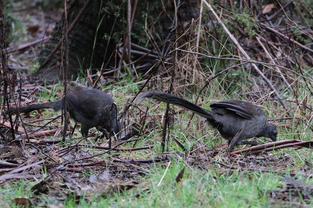 lyrochvost nádherný - ML101745291