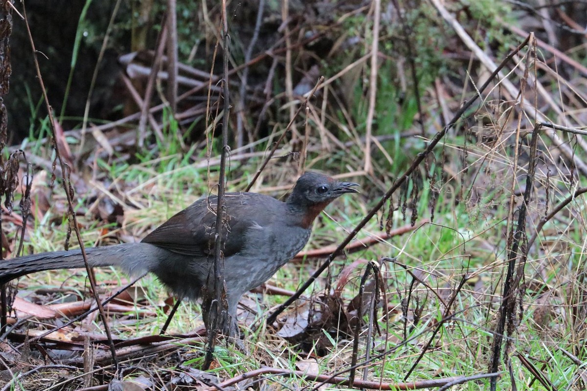 lyrochvost nádherný - ML101745301