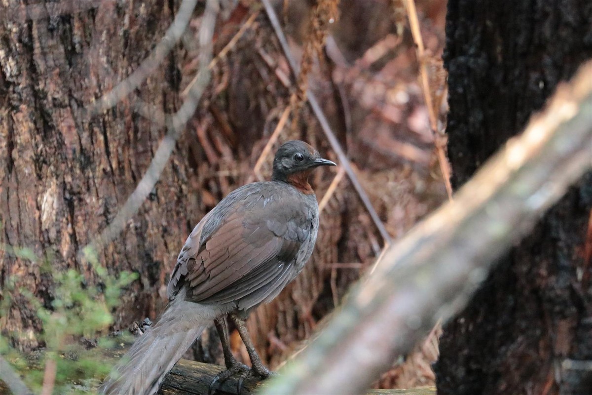 lyrochvost nádherný - ML101745311