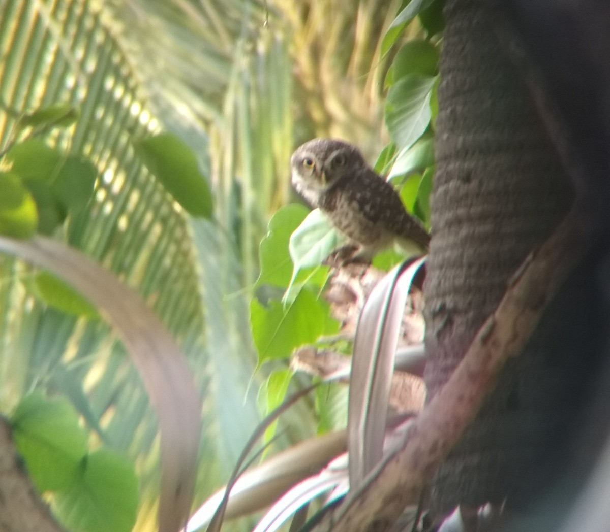 Spotted Owlet - ML101745421