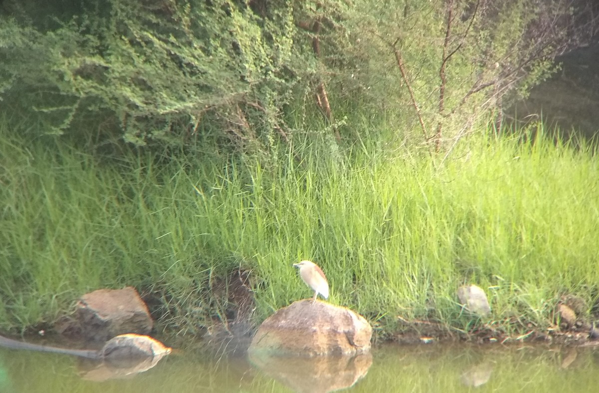 Indian Pond-Heron - ML101745441