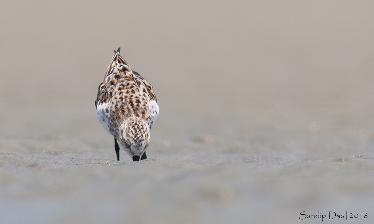 Little Stint - Sandip Das