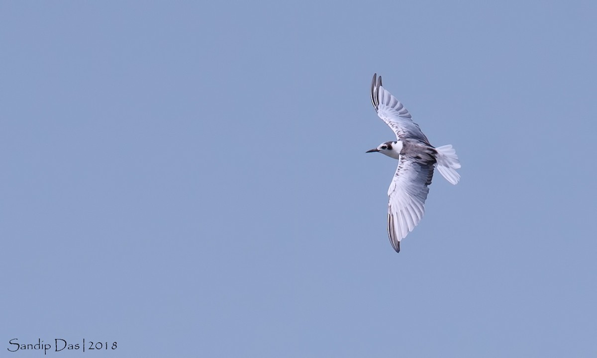 White-winged Tern - Sandip Das