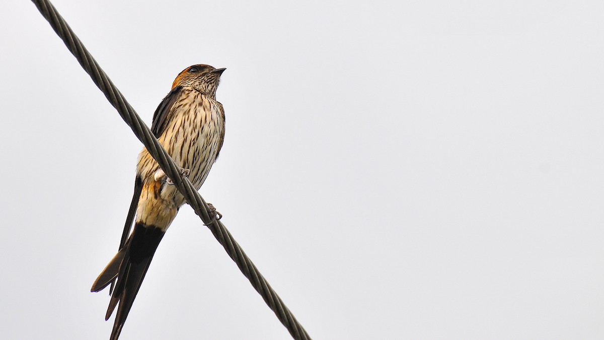 Eastern Red-rumped Swallow (Striated) - ML101751571