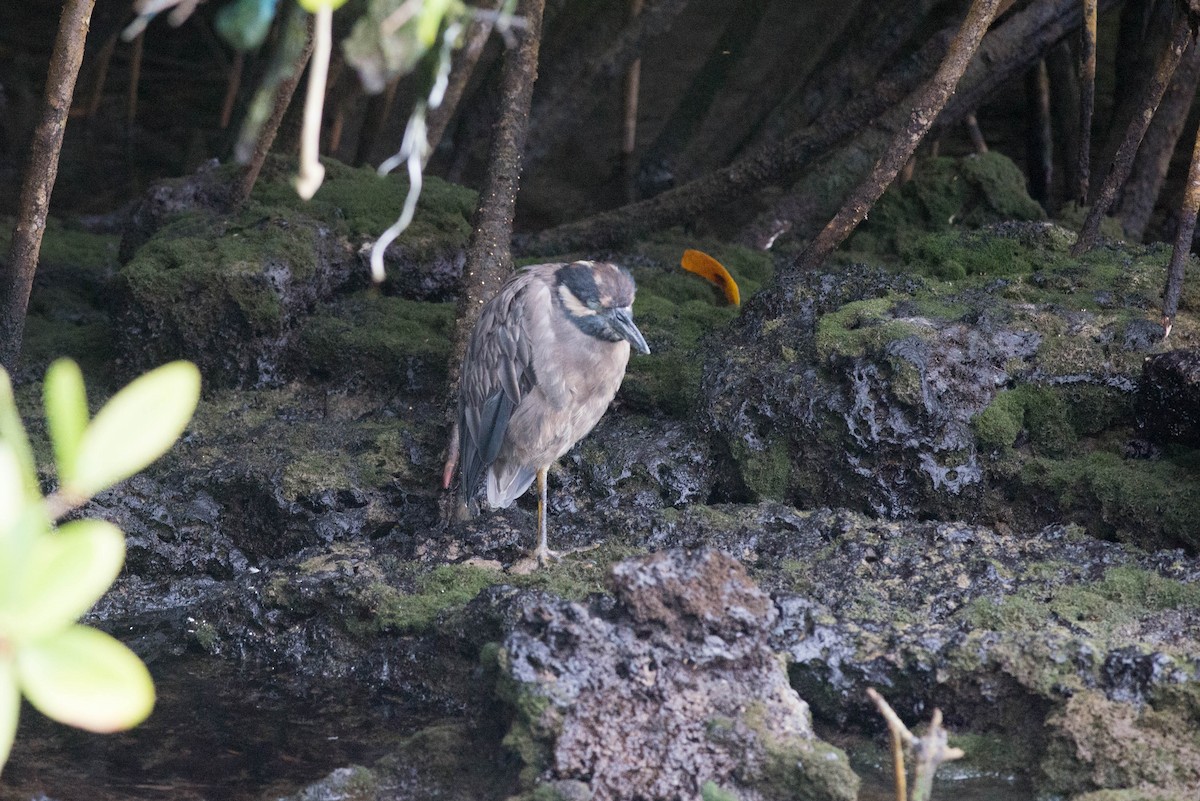 Yellow-crowned Night Heron (Galapagos) - Nige Hartley