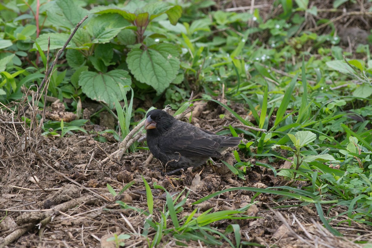 Medium Ground-Finch - Nige Hartley