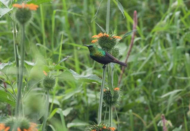 Marico Sunbird - Gary Brunvoll