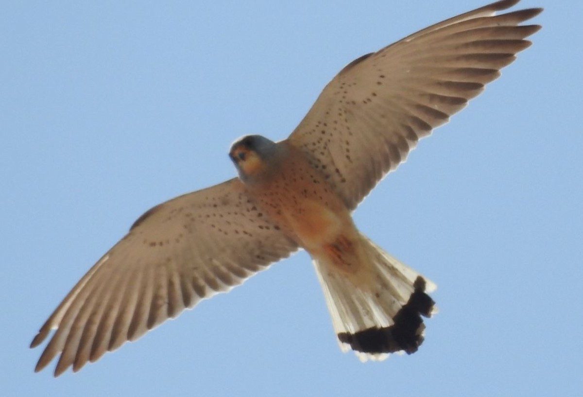Lesser Kestrel - ML101753041