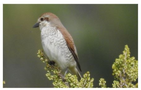 Red-backed Shrike - ML101753061