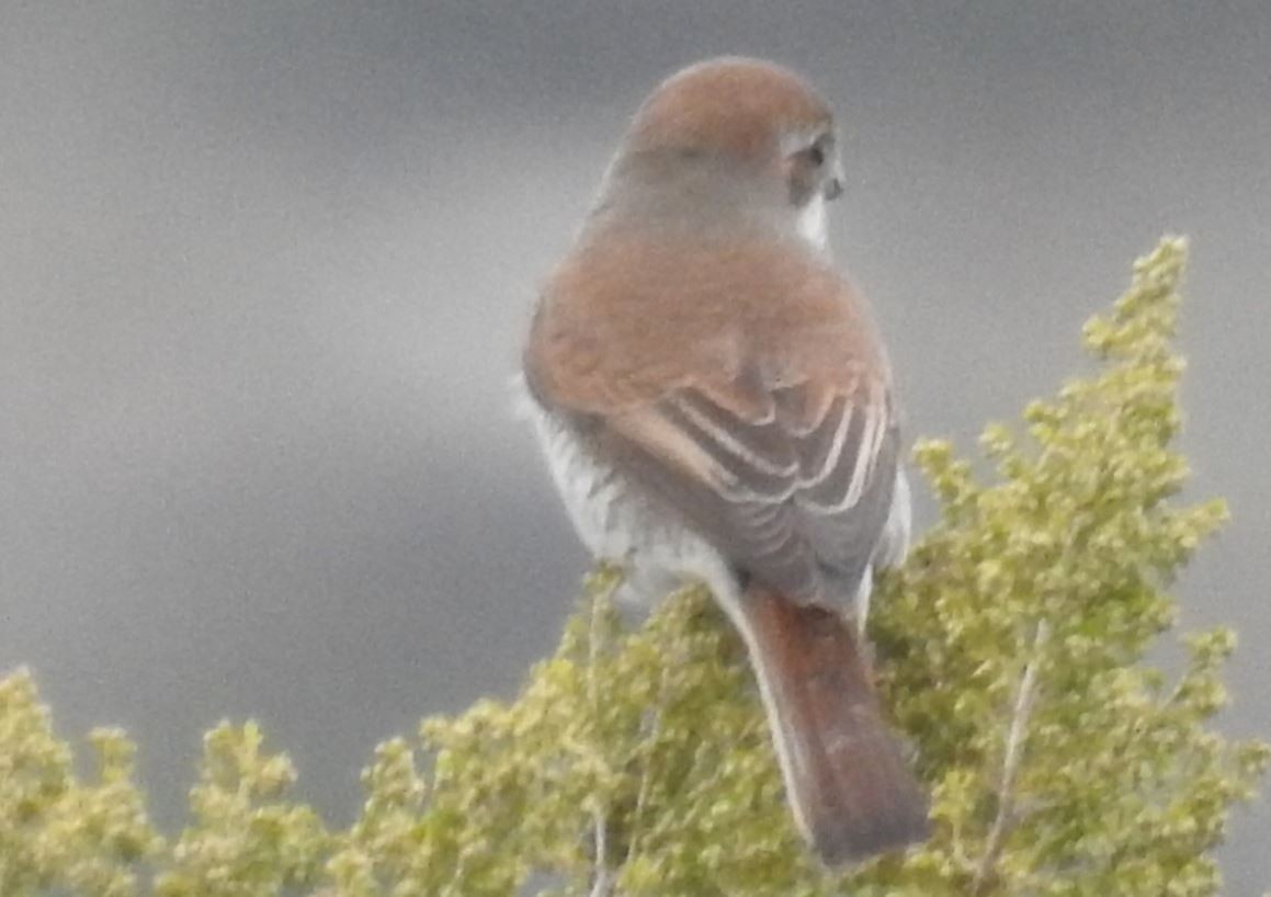 Red-backed Shrike - ML101753071