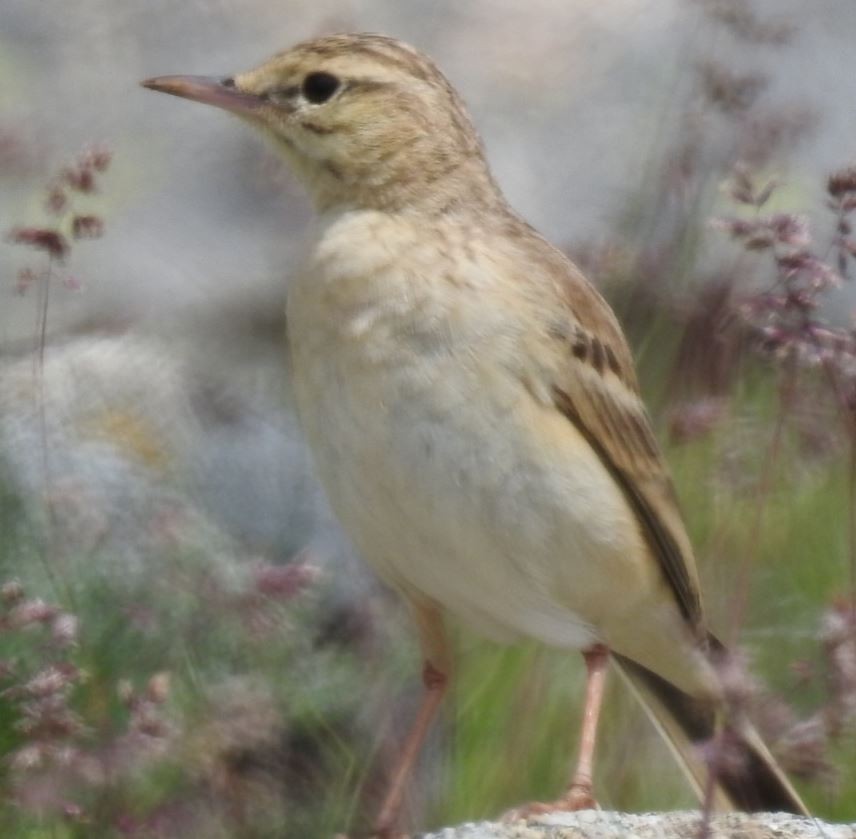 Tawny Pipit - ML101753101