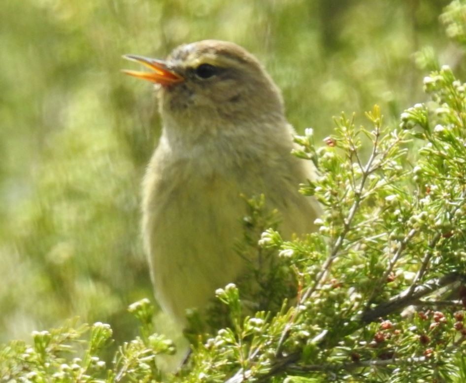 Mosquitero Común (grupo collybita) - ML101753431