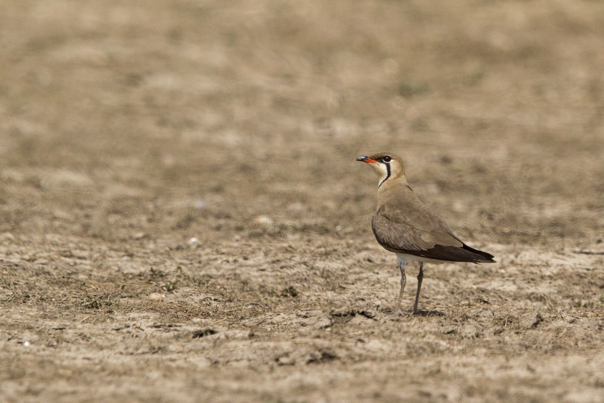 Oriental Pratincole - ML101753791