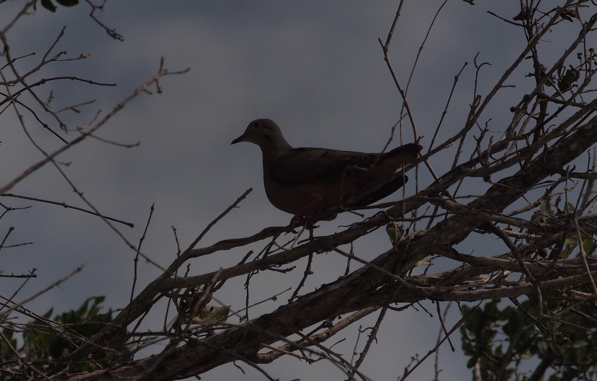 Eared Dove - ML101754531