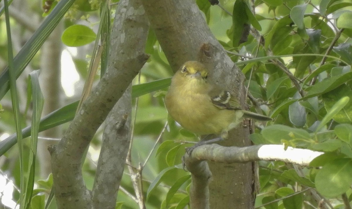 Thick-billed Vireo - ML101756321