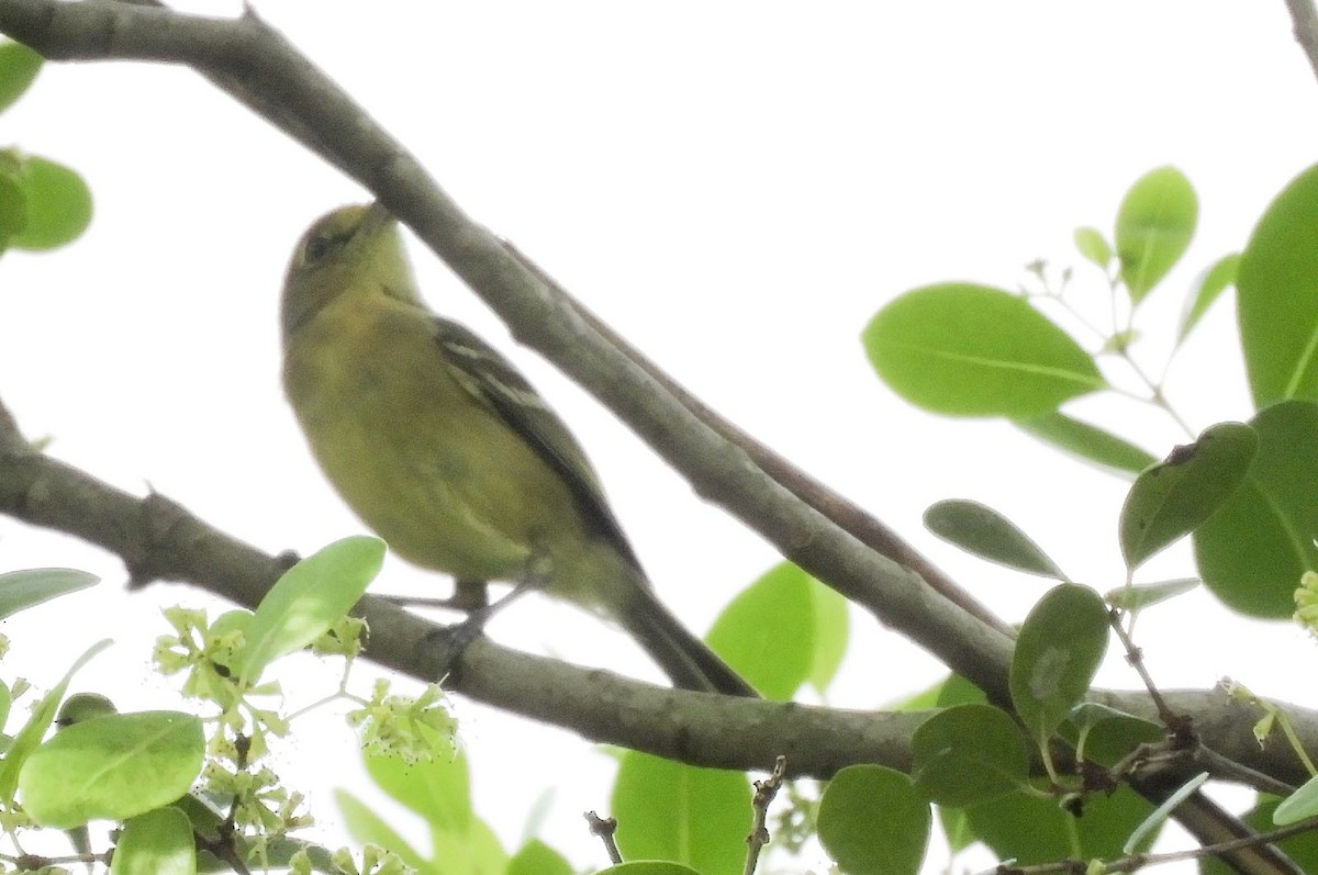 Thick-billed Vireo - ML101756391