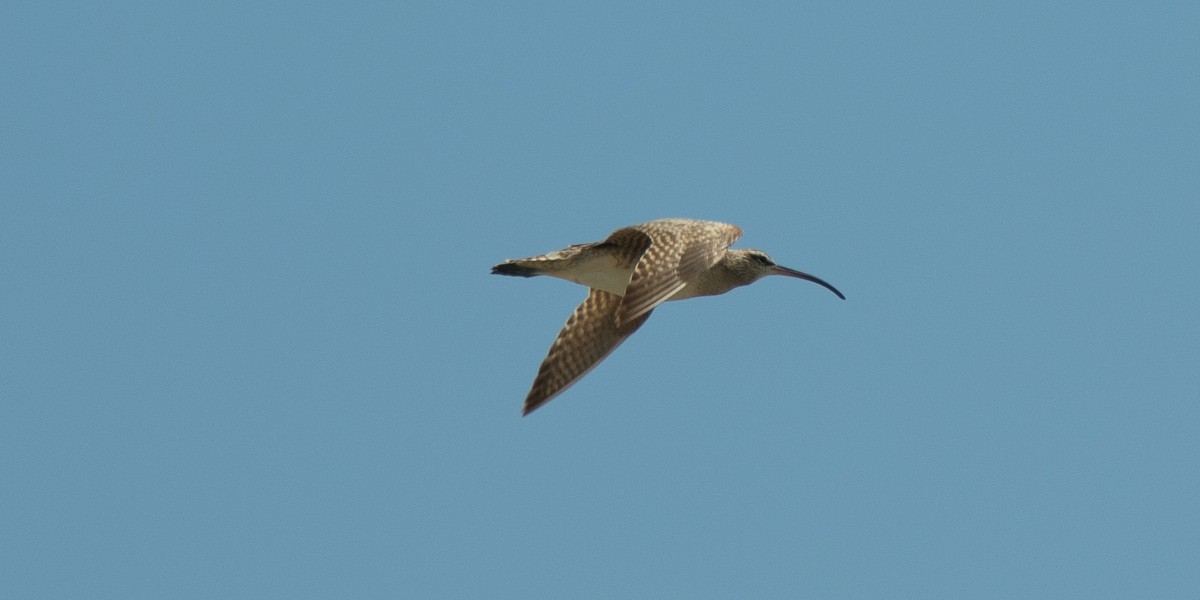 Regenbrachvogel - ML101759031