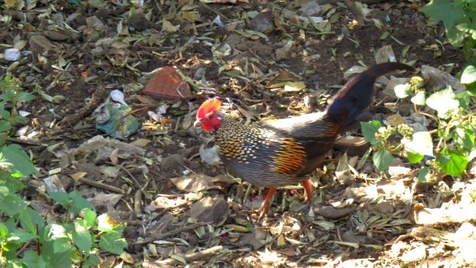 Gray Junglefowl - Mark Smiles