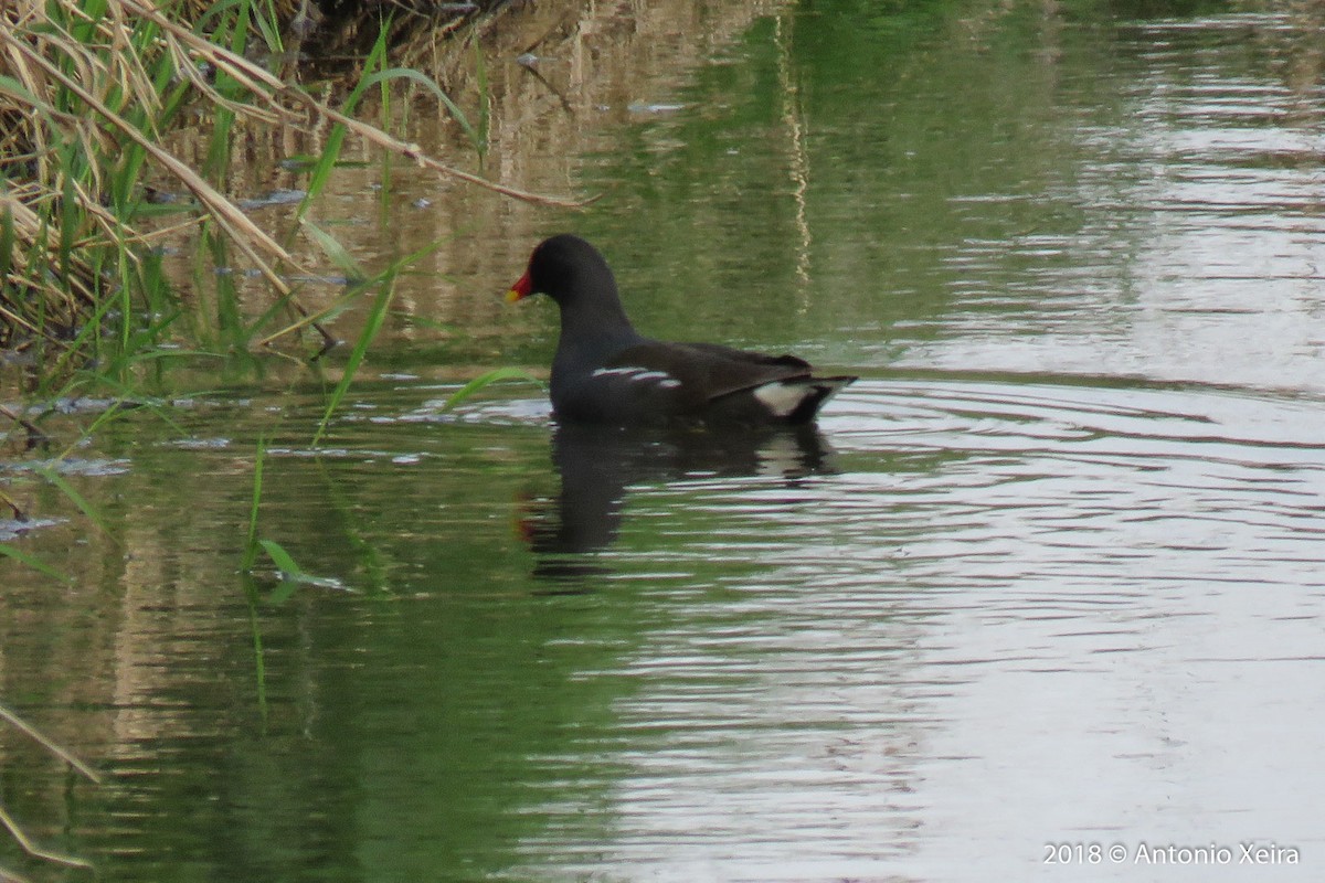 Eurasian Moorhen - ML101759941