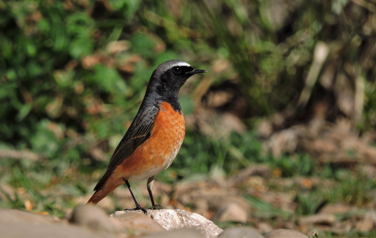 Common Redstart - ML101760451