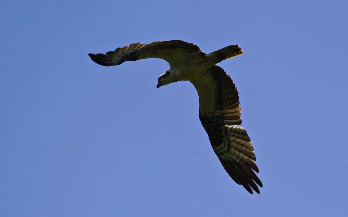 Águila Pescadora - ML101761321
