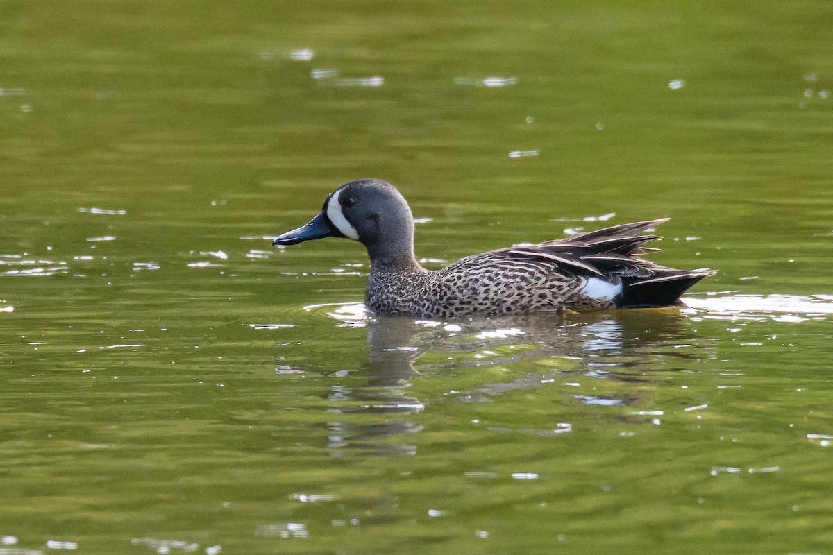 Blue-winged Teal - Richard Stern