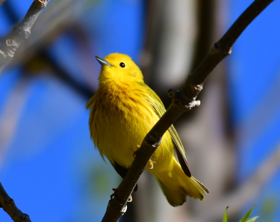 Northern Yellow Warbler - Duncan Mullis