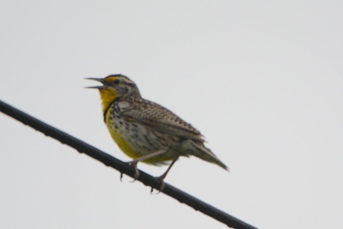 Western Meadowlark - Doug Daniels