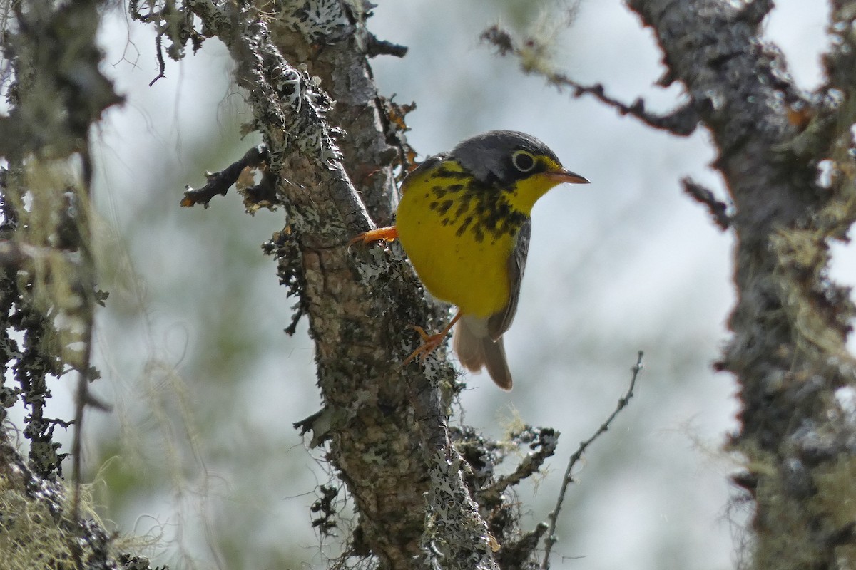 Canada Warbler - Rob Edsall