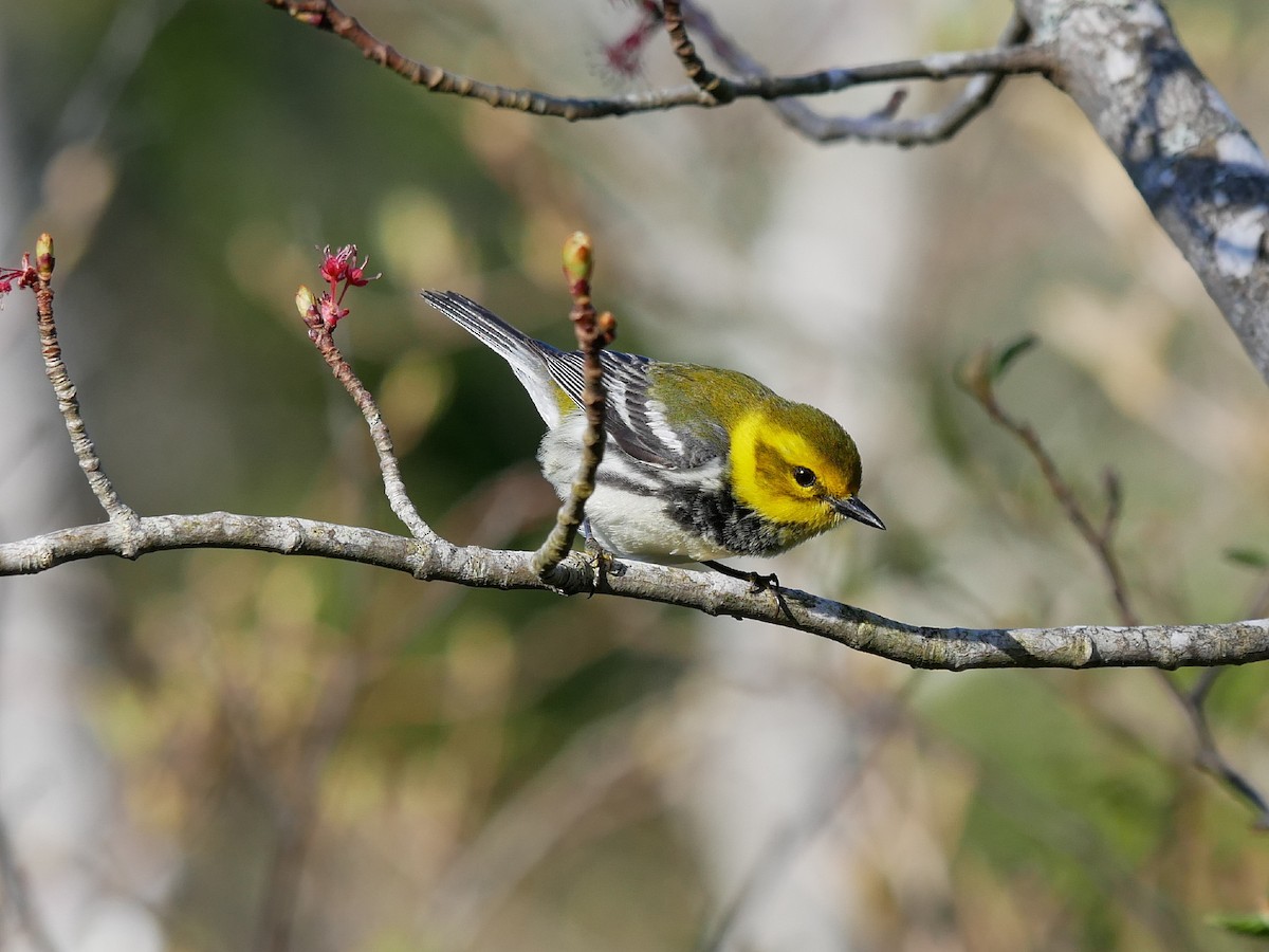 Black-throated Green Warbler - ML101768261