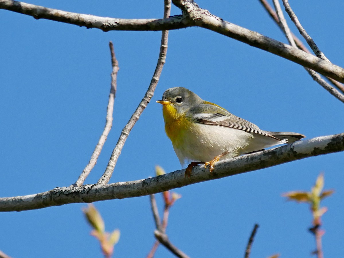 Northern Parula - Rob Edsall