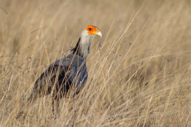 Secretarybird