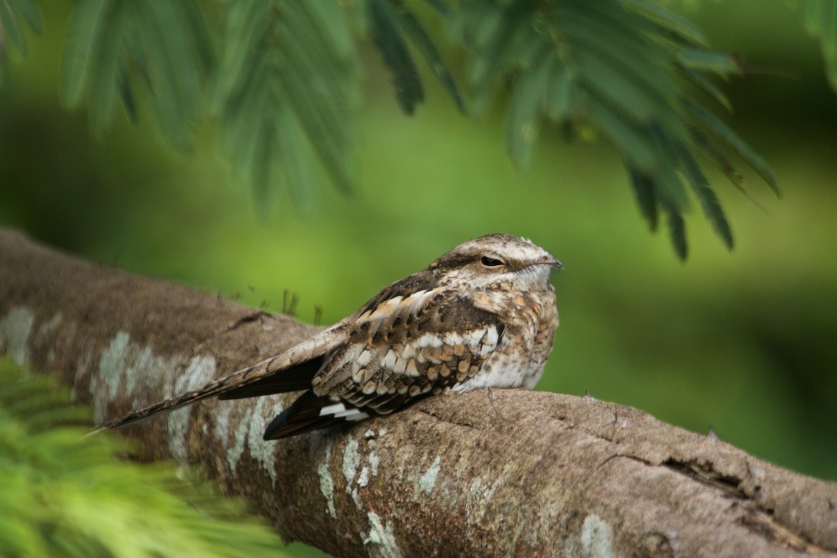 Ladder-tailed Nightjar - ML101768861