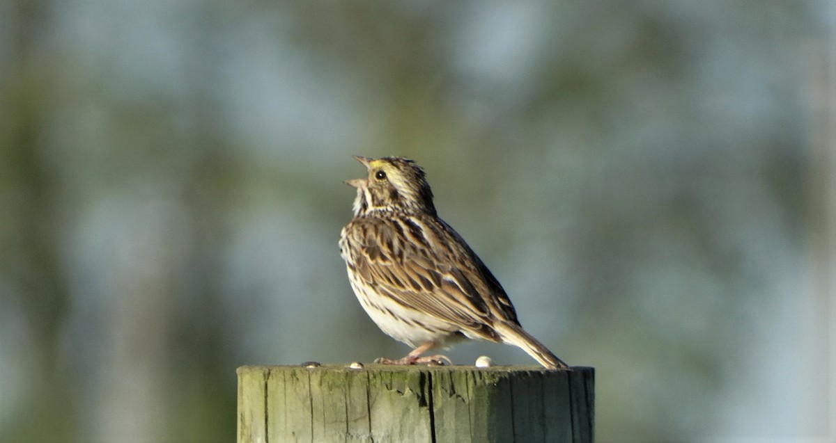 Savannah Sparrow - Susan Evanoff